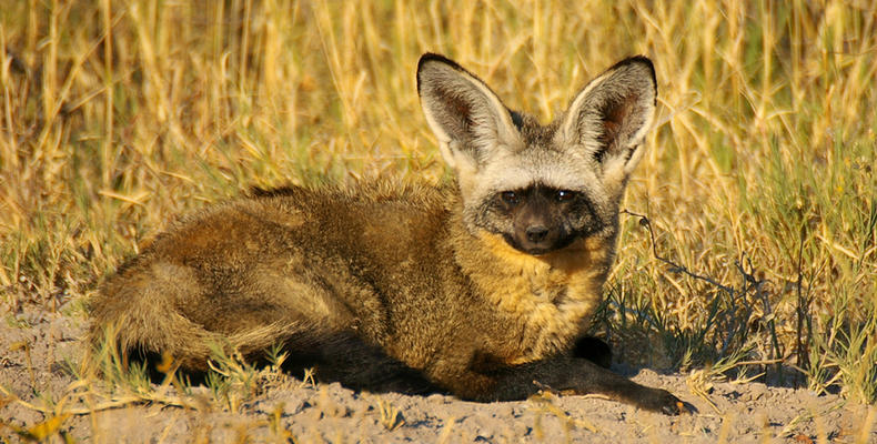 Bat-eared Fox